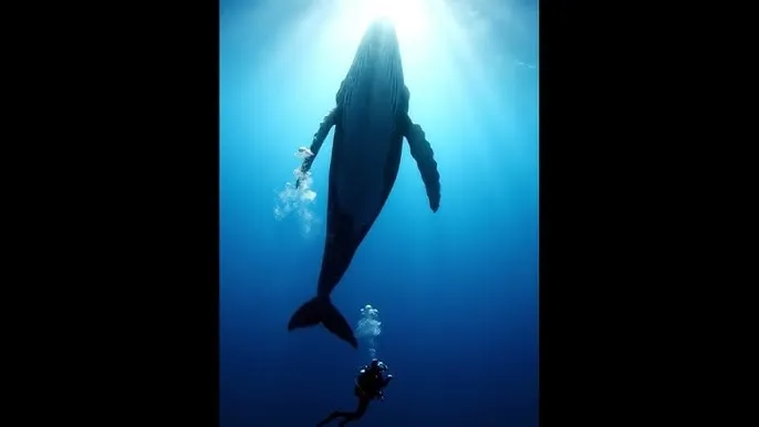 桃花影院免费观看免费 - 深蓝星球：探索海洋深处的未知世界